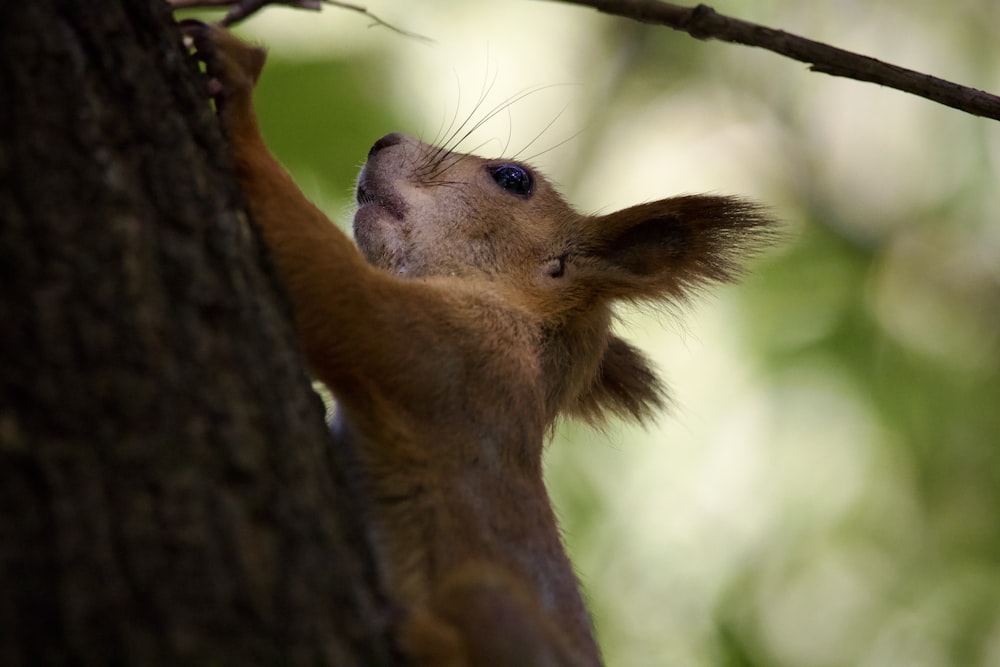 a small brown animal climbing up a tree