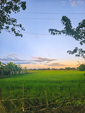 A rustic farm gate with banana plants and turmeric fields in the background under a clear sky.