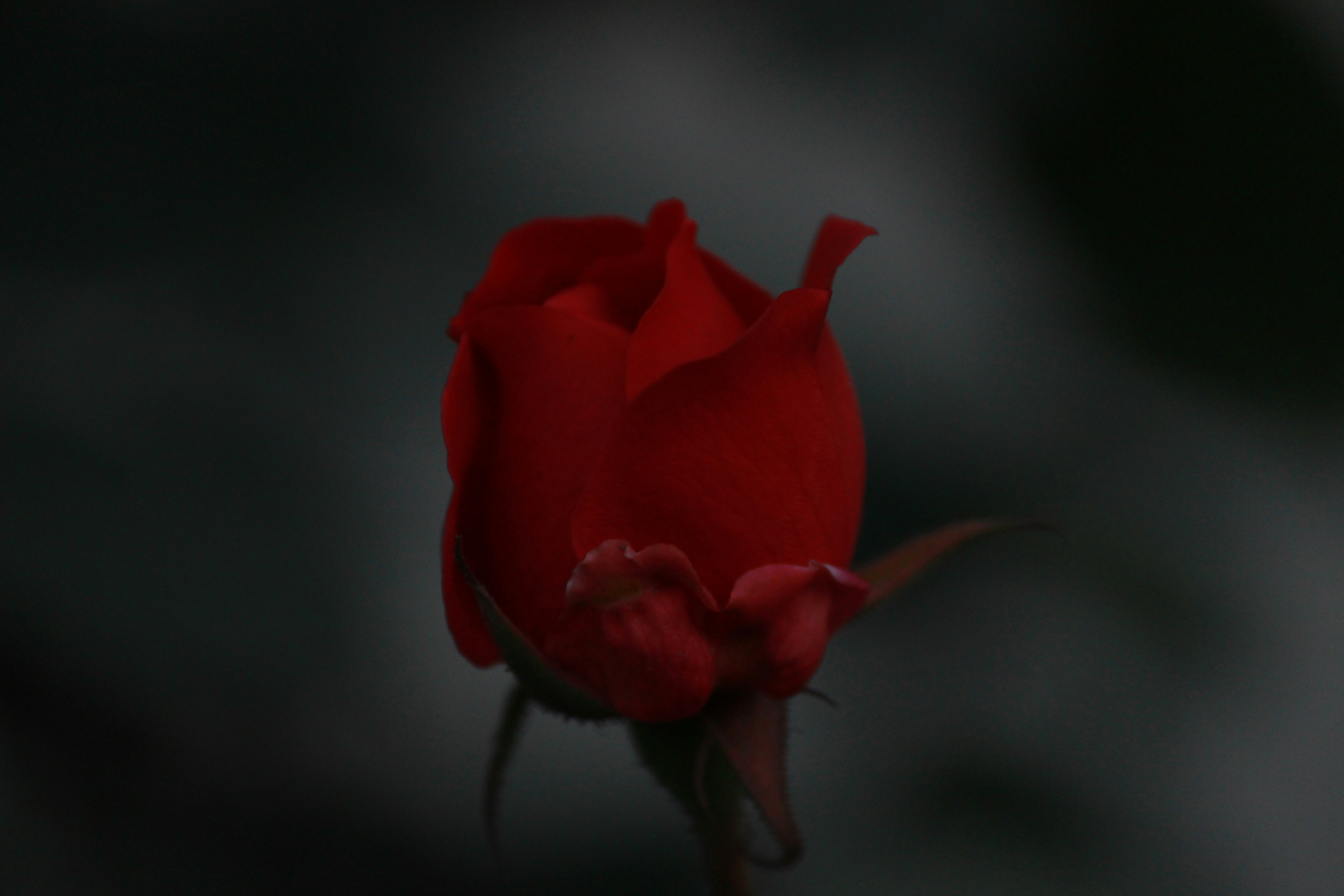 Photo by the_wanderer_