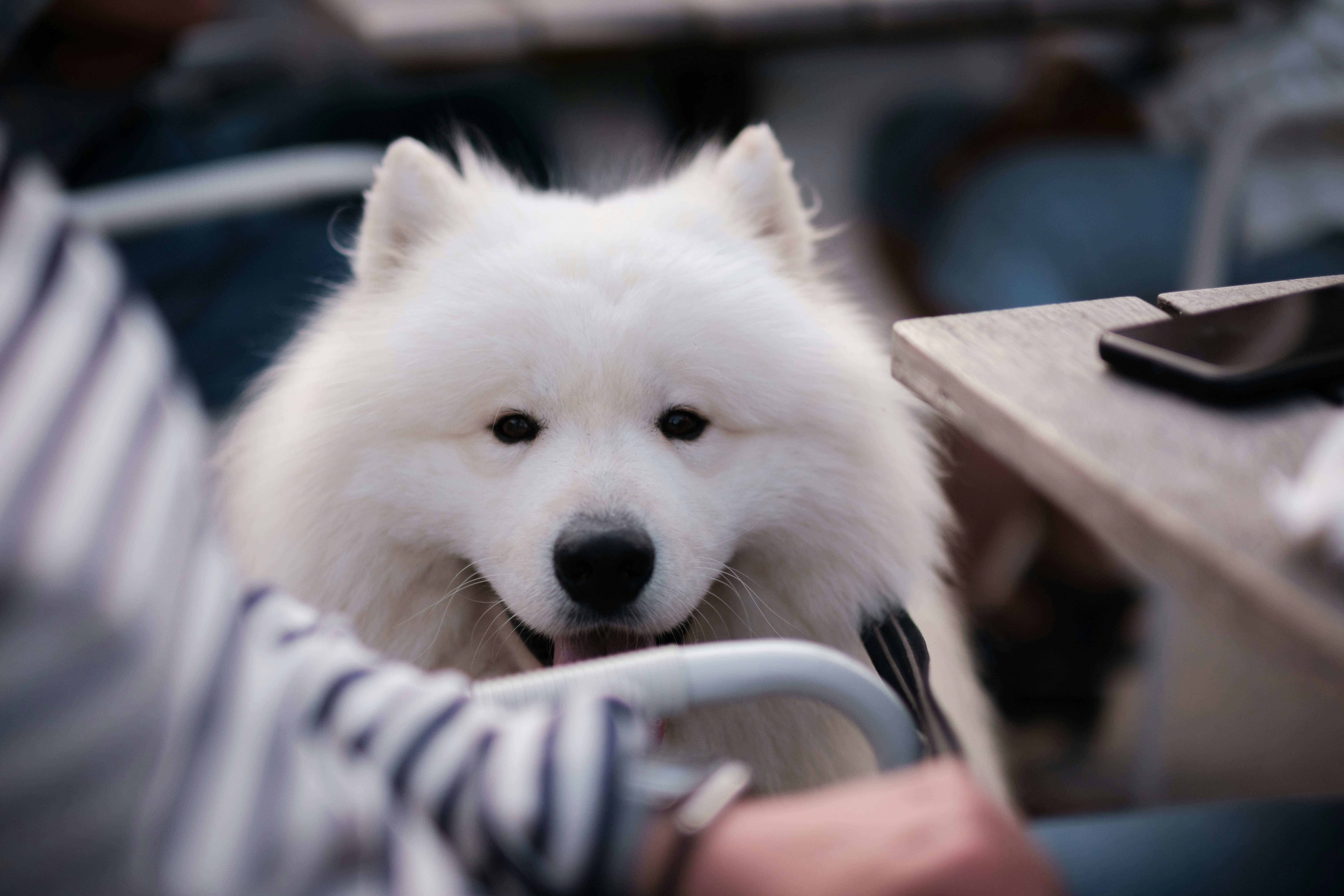 El Samoyedo – Razas de Perros