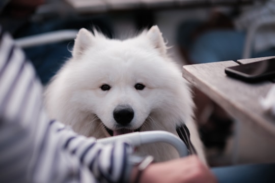 A healthy Samoyed puppy being examined by a vet.