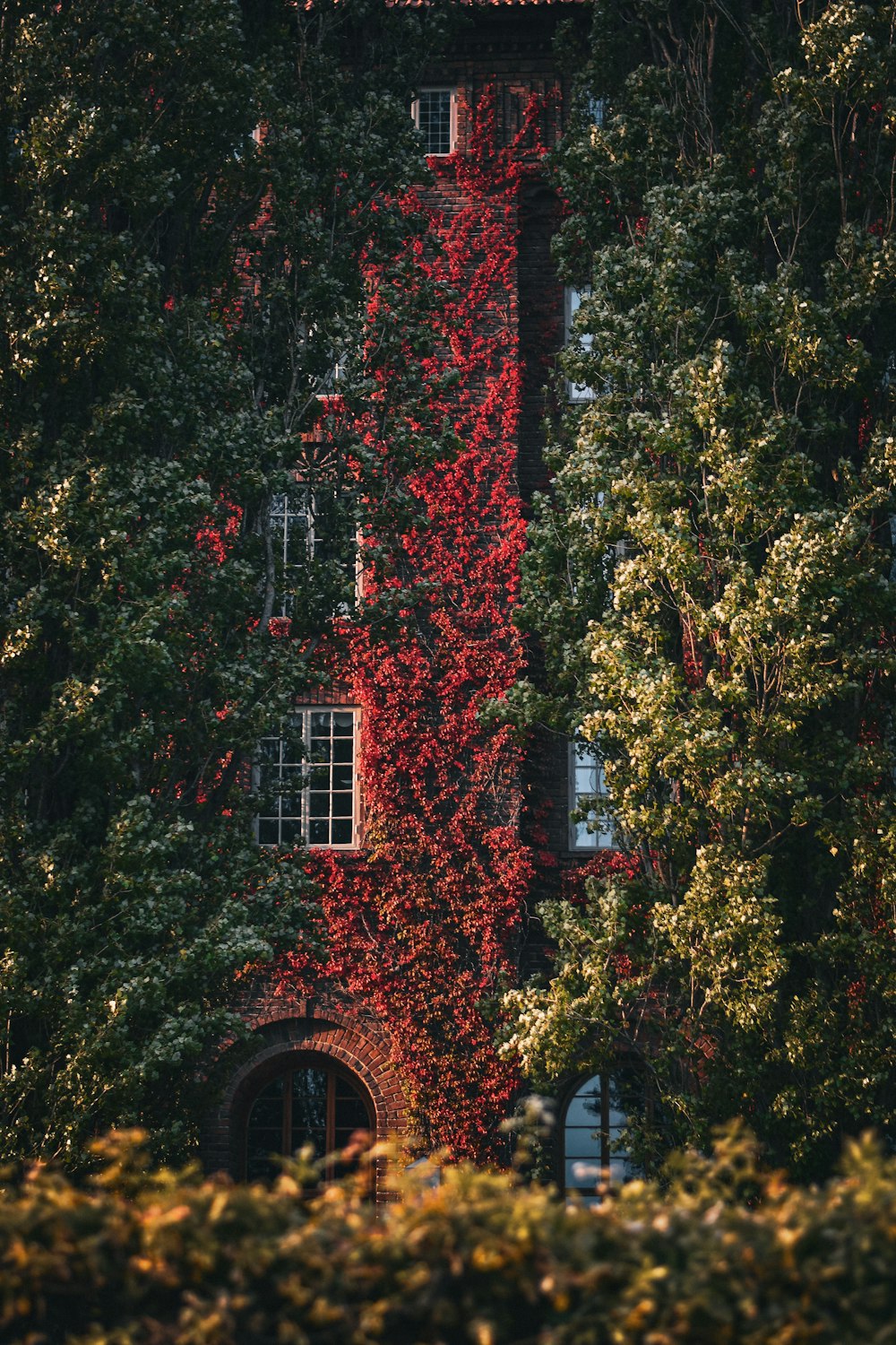 a tall building covered in red vines next to trees