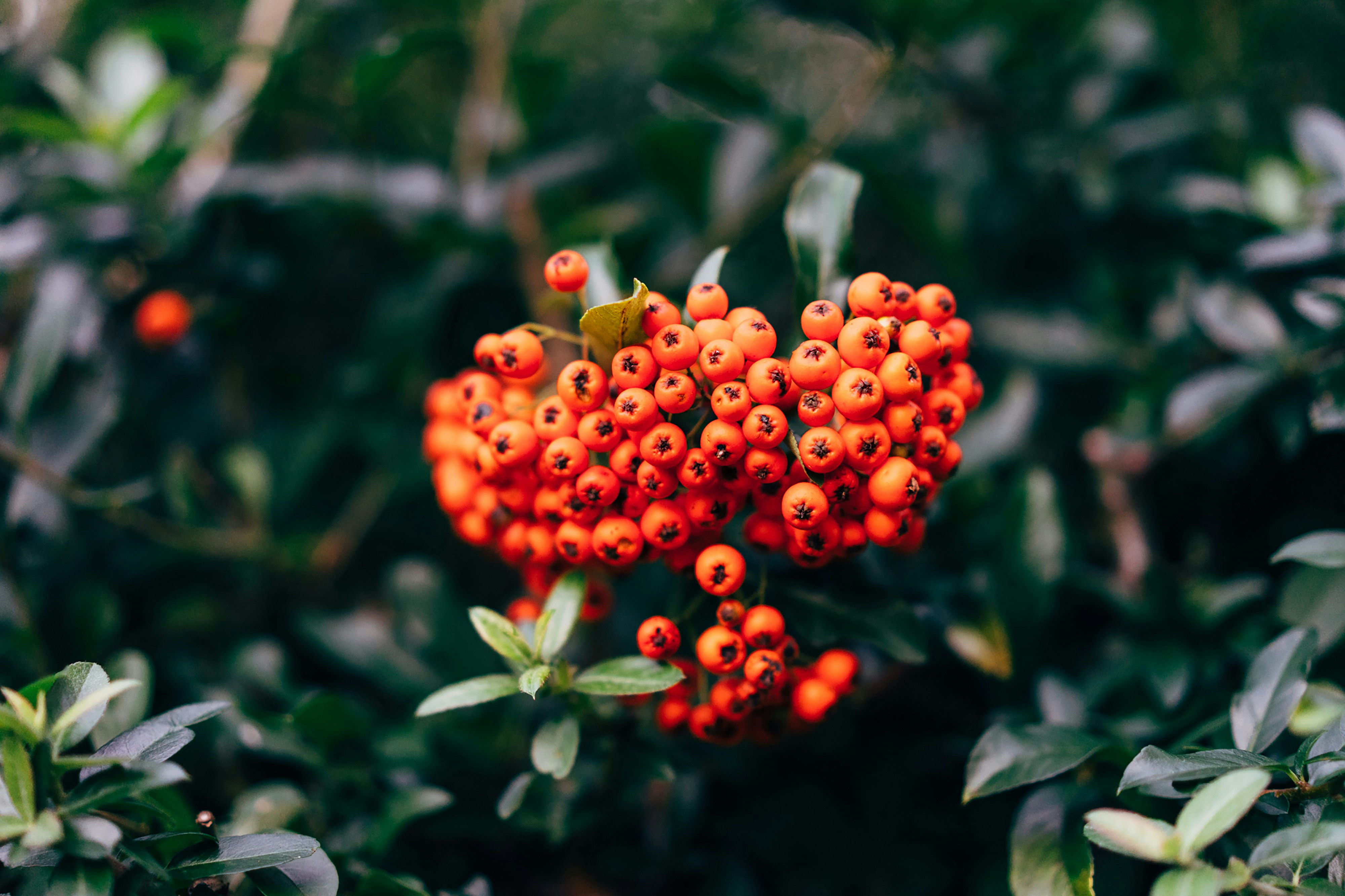 a bunch of berries that are on a tree