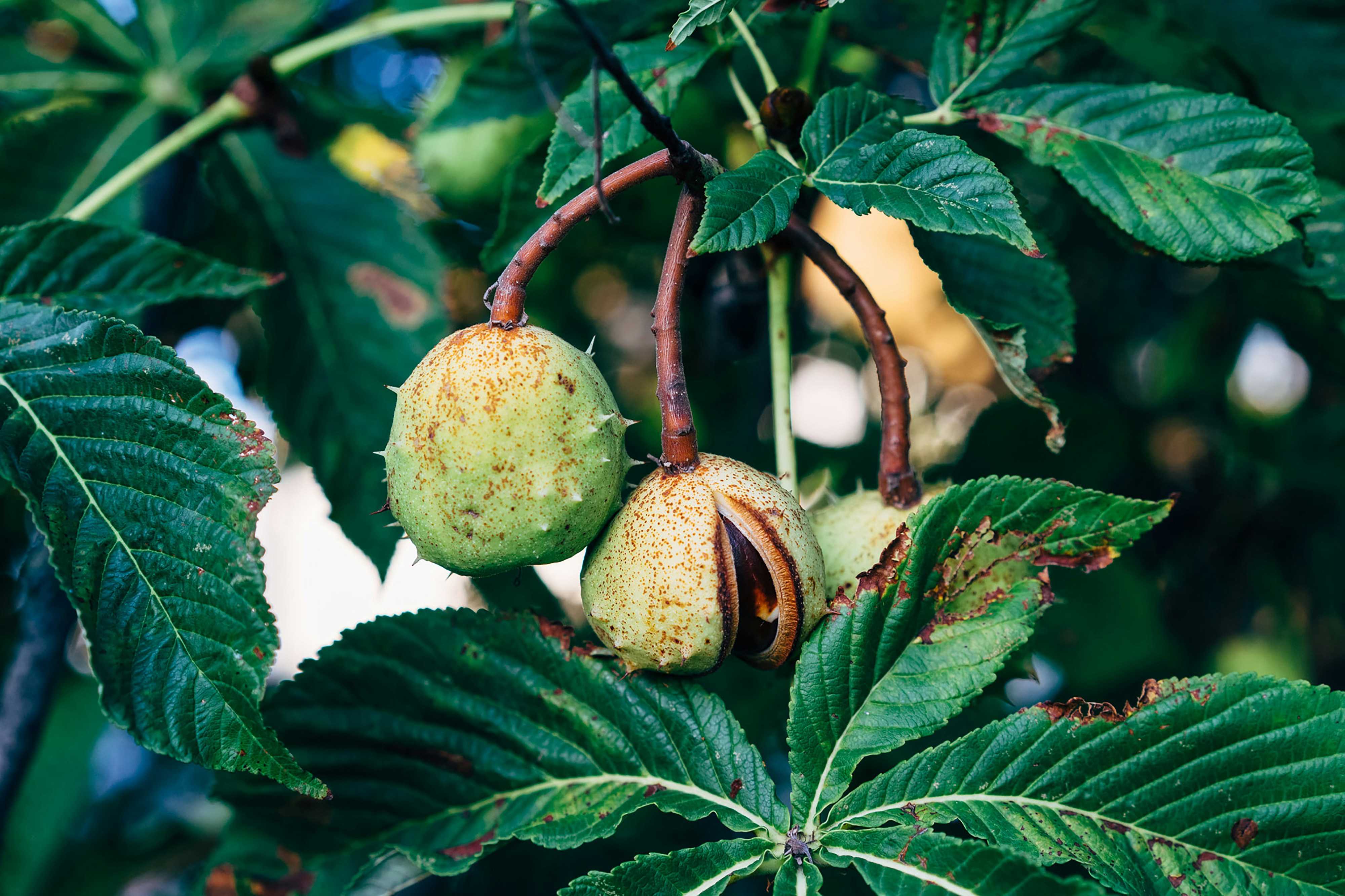 a close up of some fruit on a tree