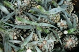 A pile of harvested pineapples with their leaves still attached. The image shows multiple pineapples closely packed together, displaying a mix of green leaves and brown, textured pineapple skins.