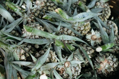 A pile of harvested pineapples with their leaves still attached. The image shows multiple pineapples closely packed together, displaying a mix of green leaves and brown, textured pineapple skins.