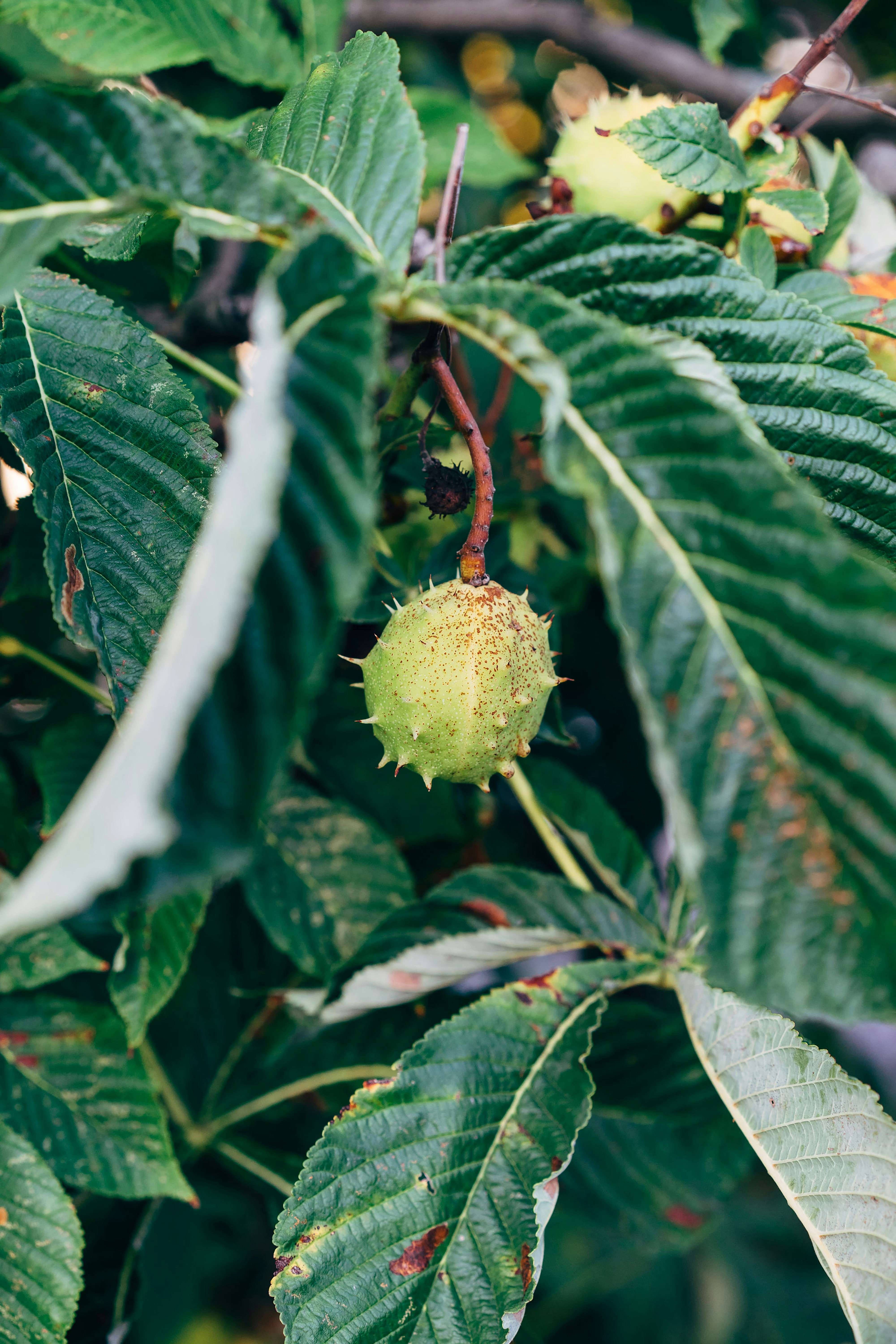 a close up of a tree with a bunch of leaves
