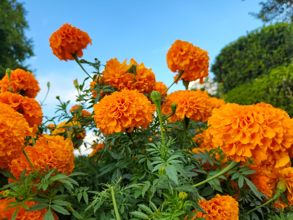 a bunch of orange flowers in a garden