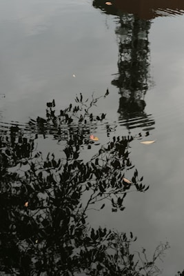 The image captures the reflection of a structure and leafy branches on the surface of the water. Several small leaves float on the water, adding texture to the smooth, reflective surface. The reflection's clarity suggests calm water, while ripples add a dynamic element.