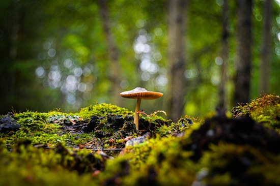 A solitary mushroom is growing in a lush, green forest environment, surrounded by vibrant moss and blurred, bokeh-like tree backgrounds creating a serene and natural setting.