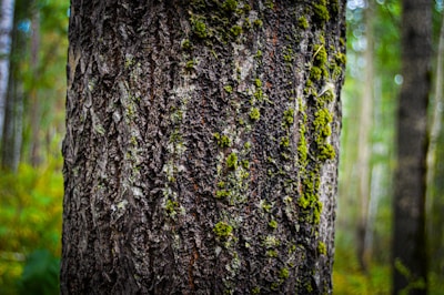 A vibrant Canva design featuring earthy tones of dark moss and misty green.