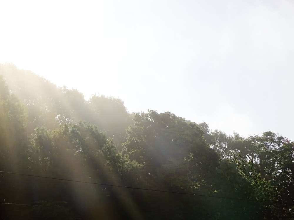 the sun is shining through the trees on a sunny day