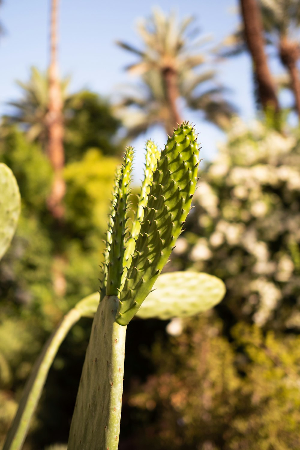 a close up of a green plant with trees in the background