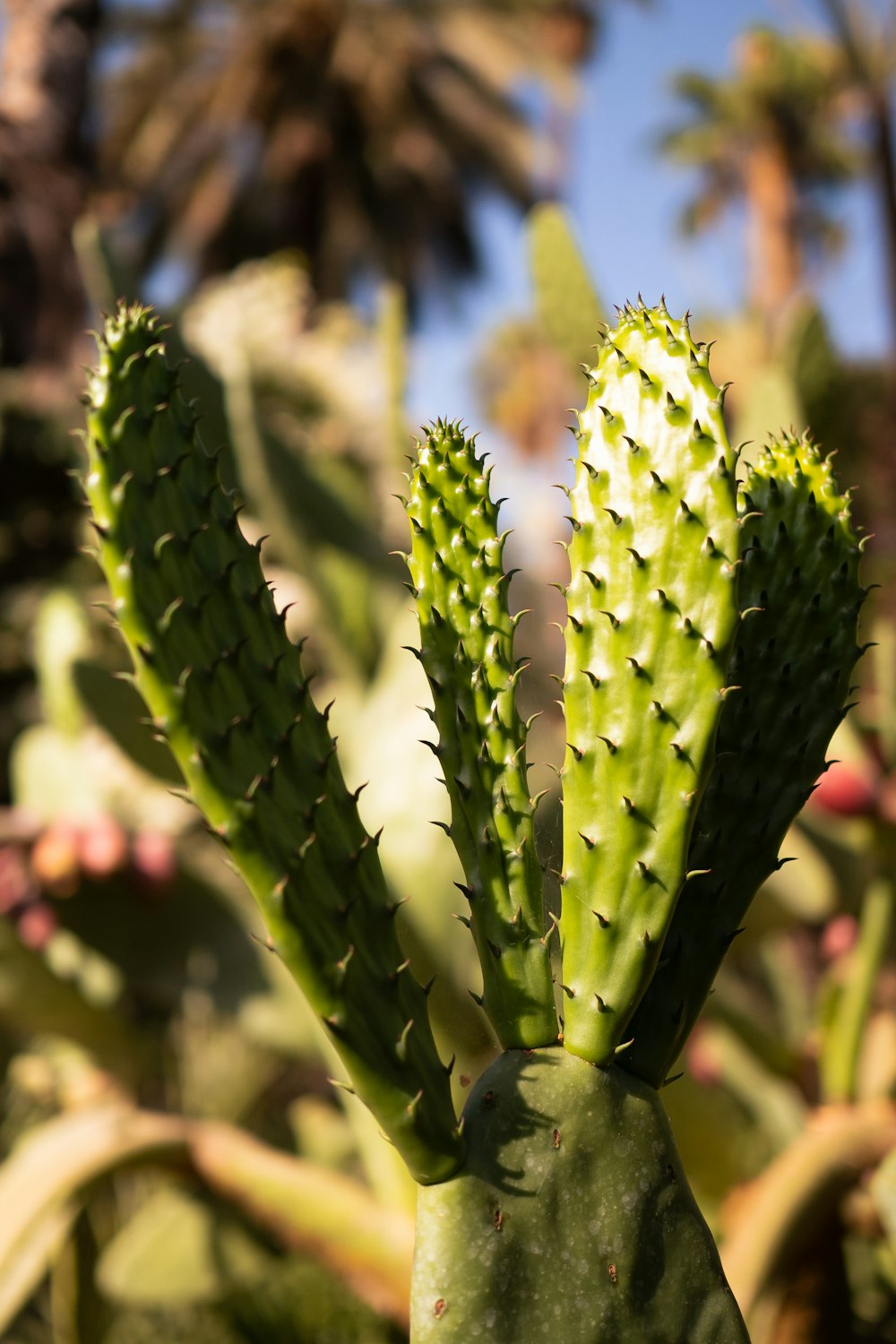 a close up of a green cactus plant