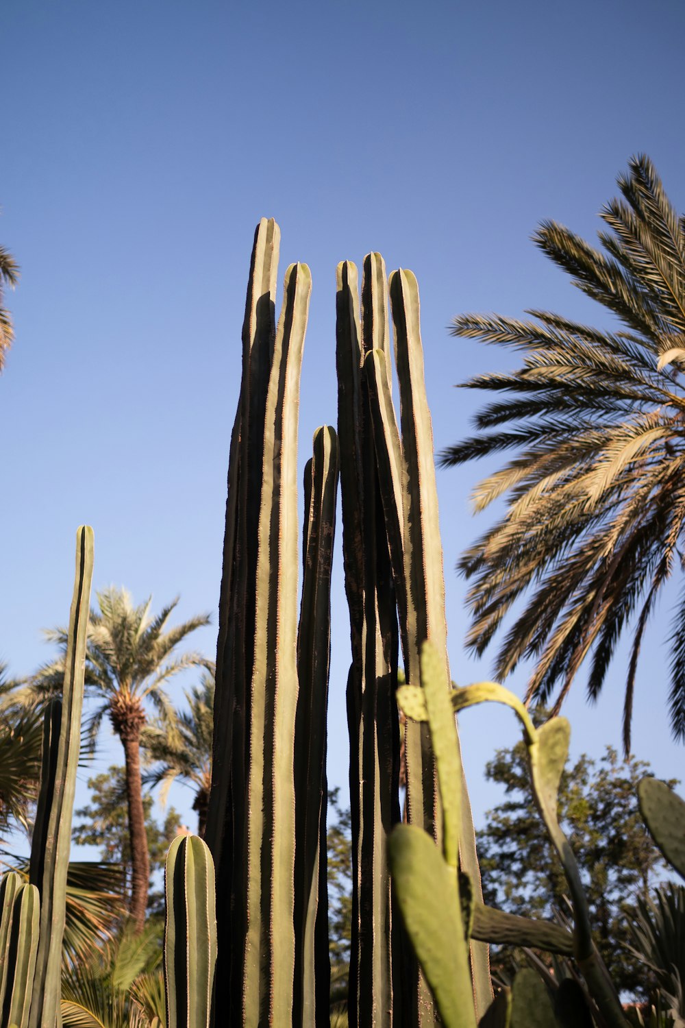 a tall cactus plant in front of palm trees