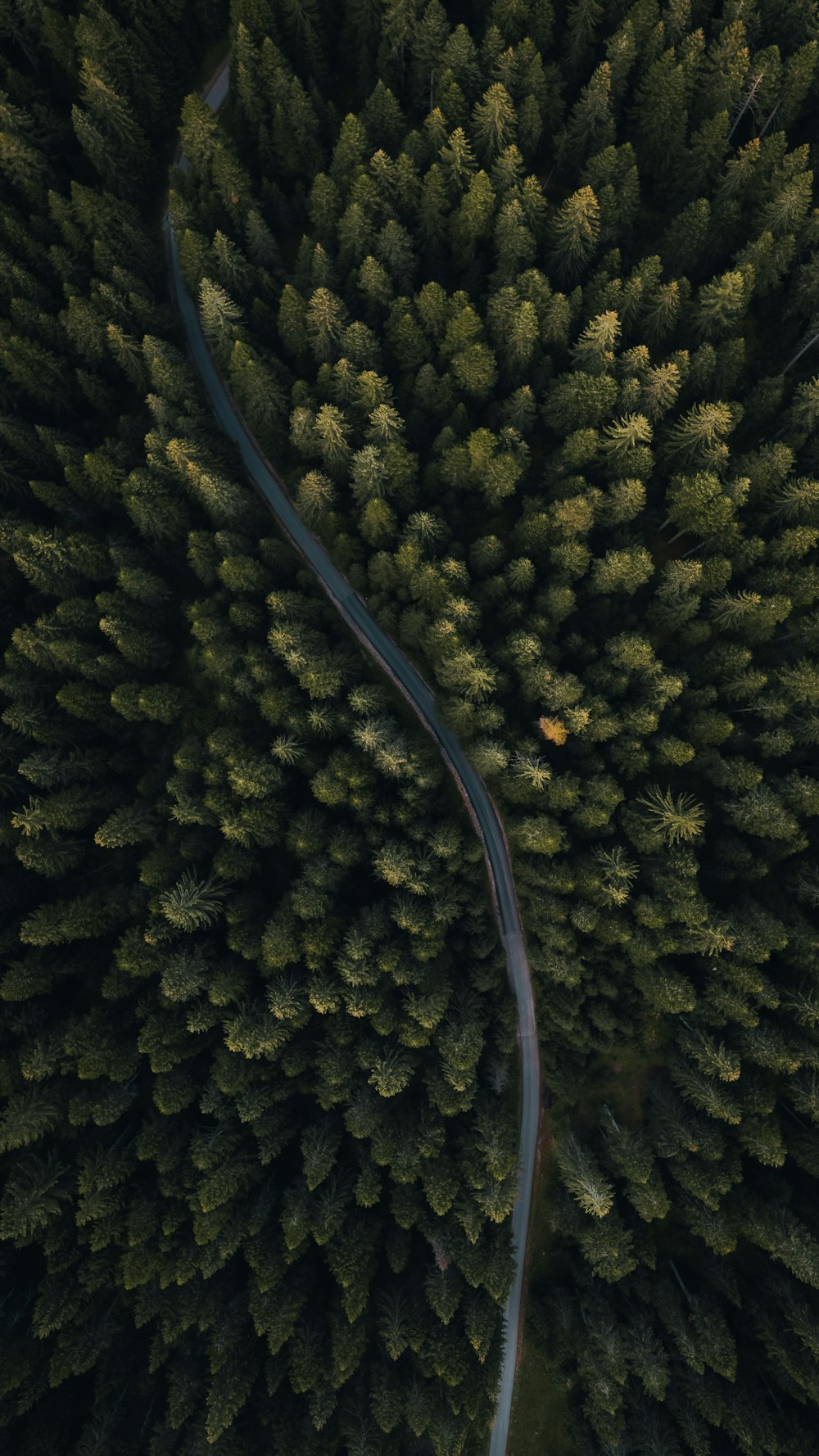 an aerial view of a road winding through a forest