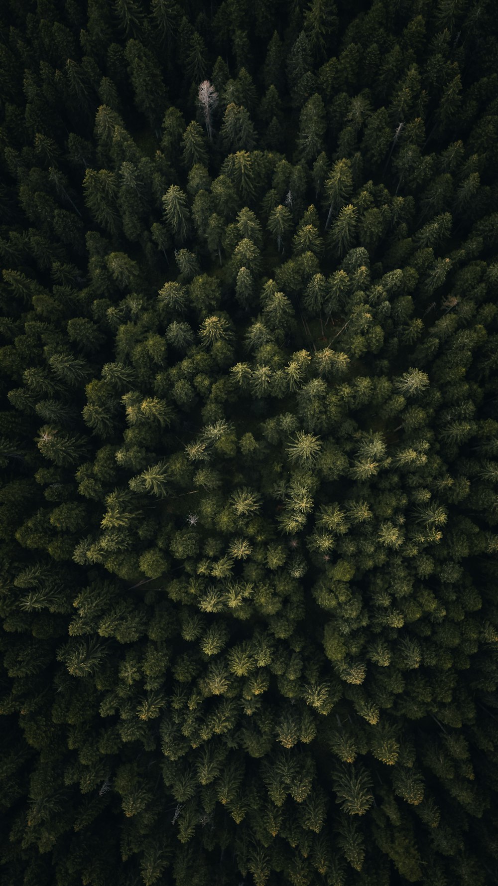 the top view of a pine tree from above