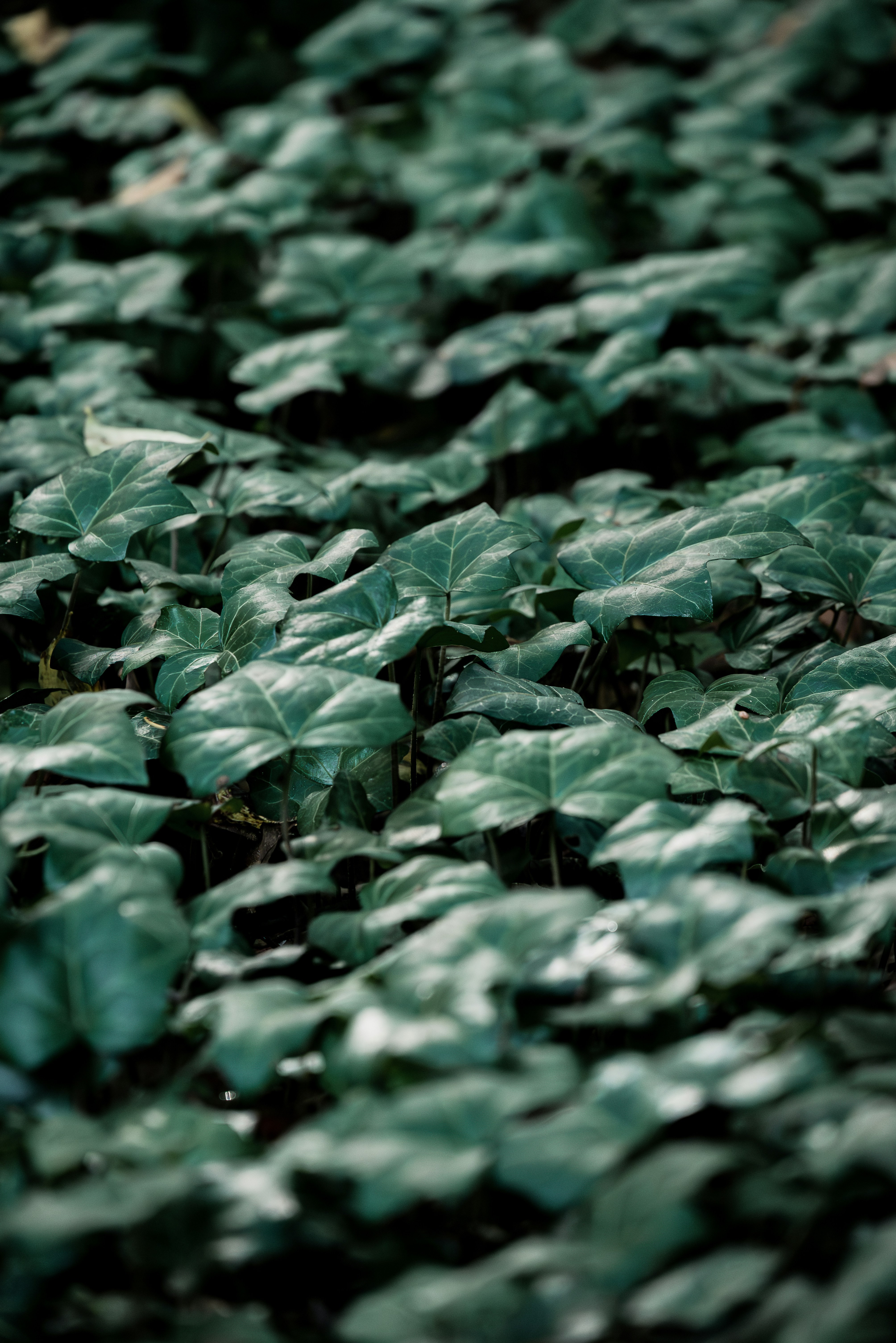 Ladang yang penuh dengan tanaman hijau dengan banyak daun