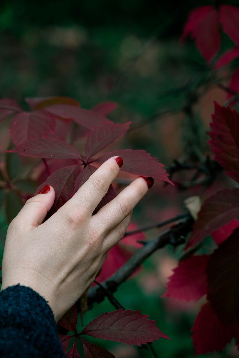 a woman's hand holding onto a red leaf