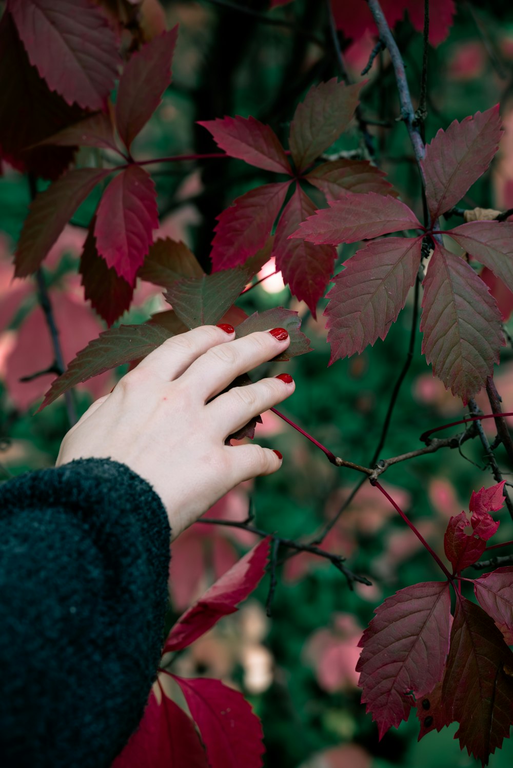 a person's hand reaching for a leaf on a tree