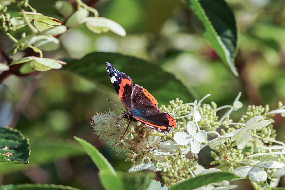 a red and black butterfly sitting on a white flower