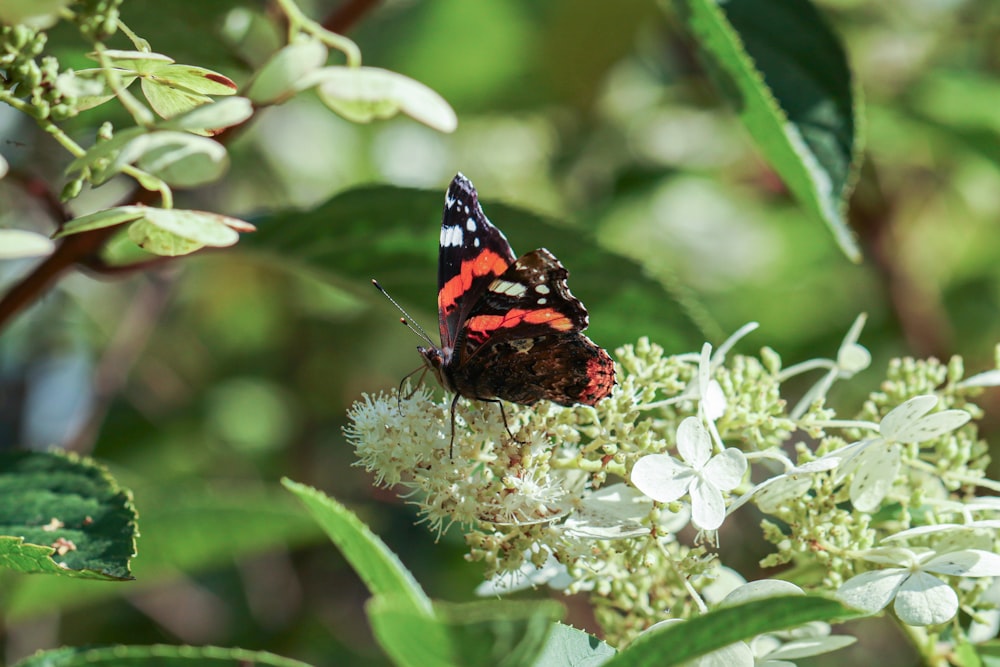 una mariposa roja y negra sentada sobre una flor blanca