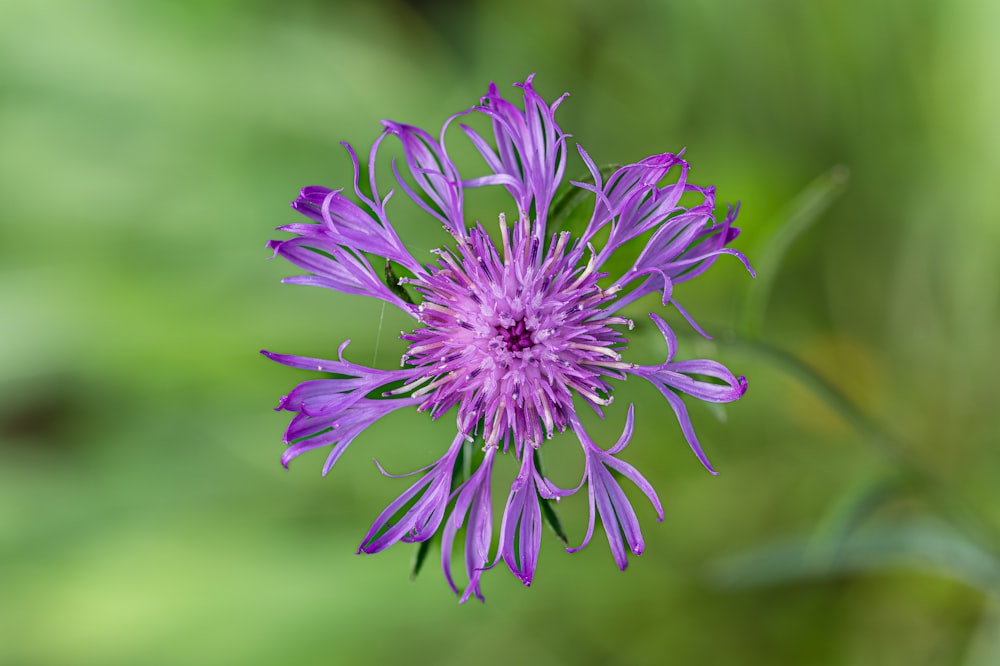 a close up of a purple flower with blurry background