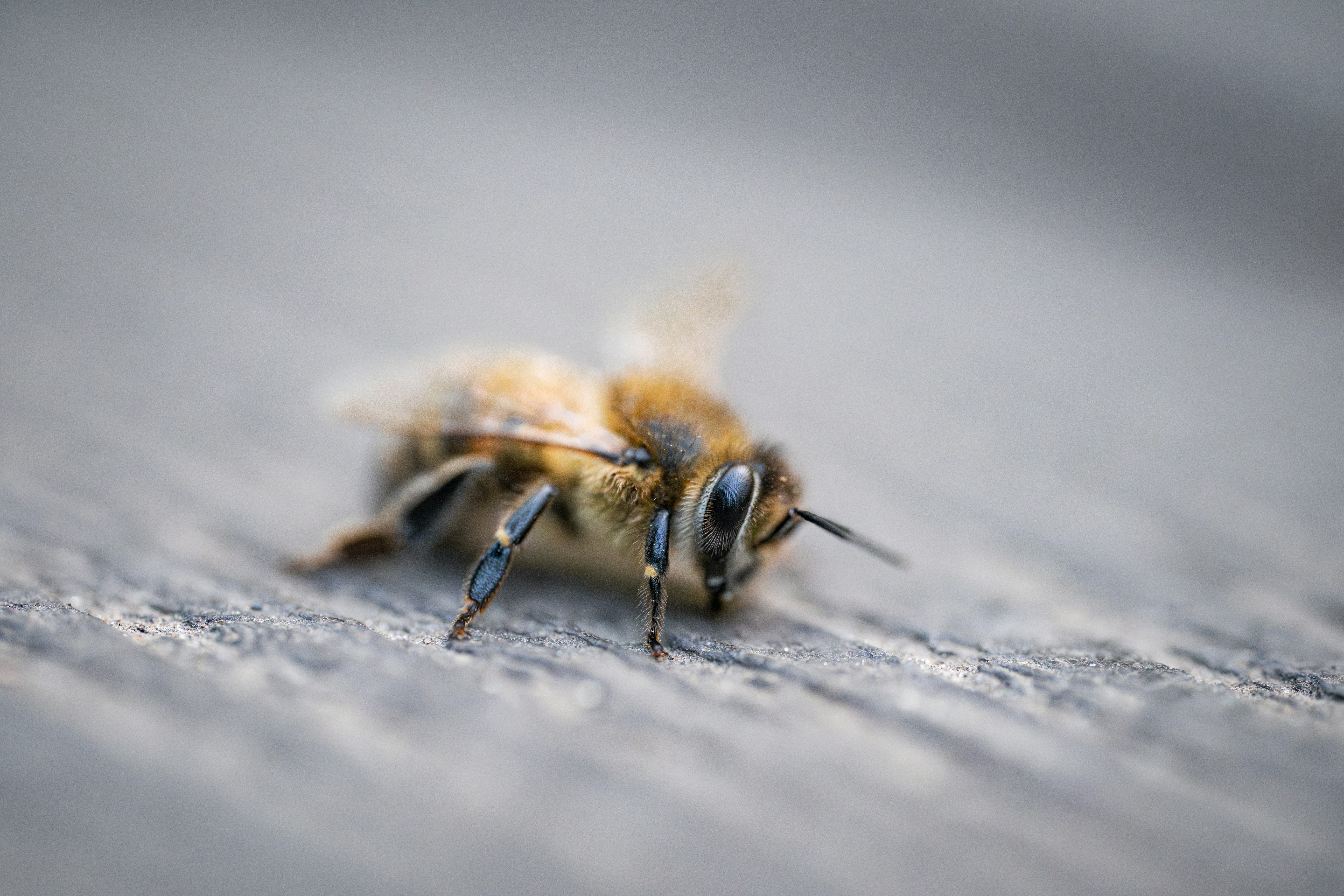 Photo by andreystrizhkov