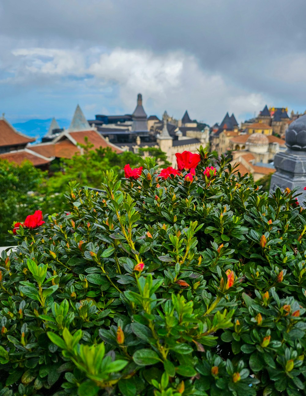 a bush with red flowers in front of a building