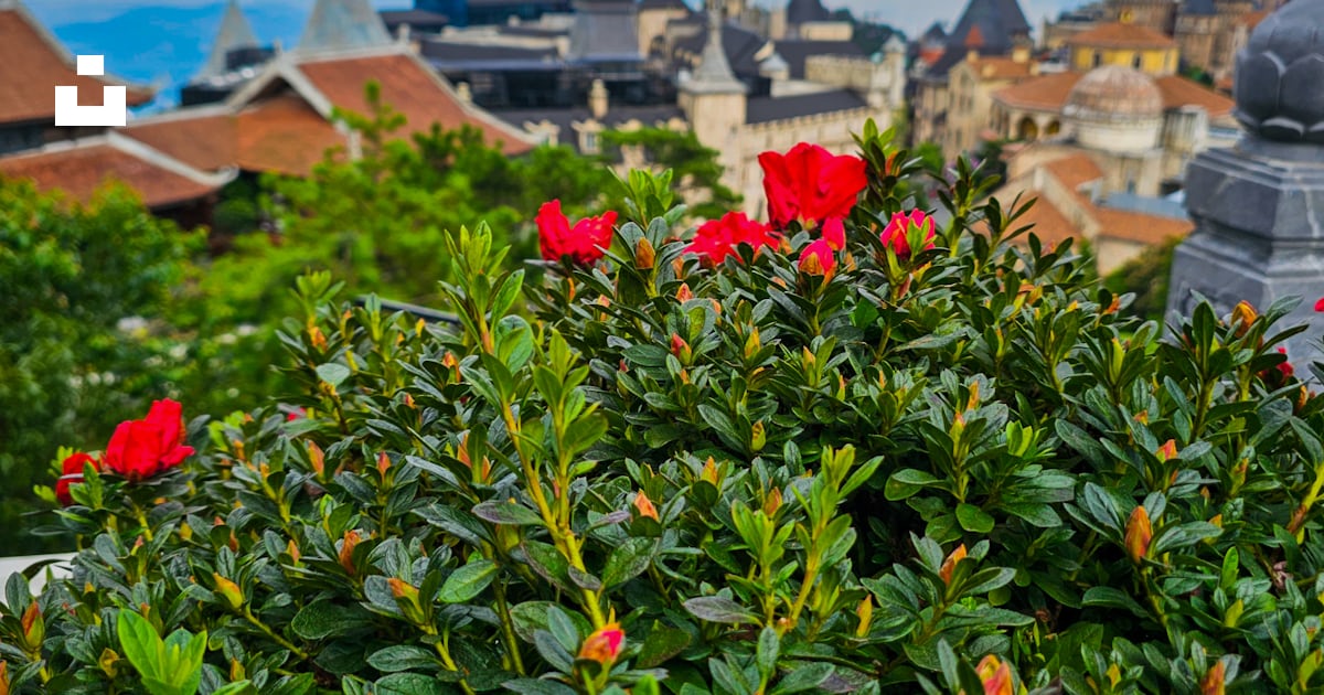 Un buisson avec des fleurs rouges devant un bâtiment photo – Image ...