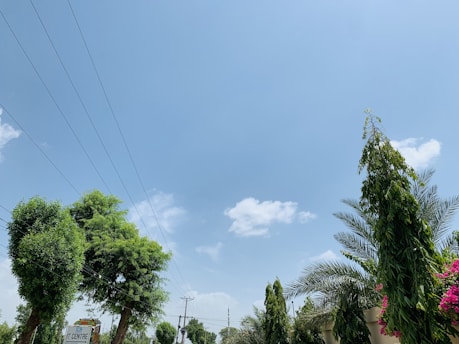 A clear blue sky with a few scattered clouds. Several tall, green trees and palm trees are present on both sides. There are electrical wires and poles running across the image. In the lower left corner, there is a signboard that reads 'IT CENTRE'.