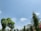 A clear blue sky with a few scattered clouds. Several tall, green trees and palm trees are present on both sides. There are electrical wires and poles running across the image. In the lower left corner, there is a signboard that reads 'IT CENTRE'.