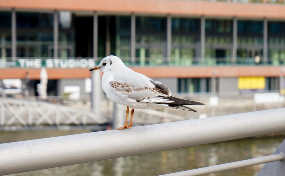 a seagull standing on a railing near a body of water