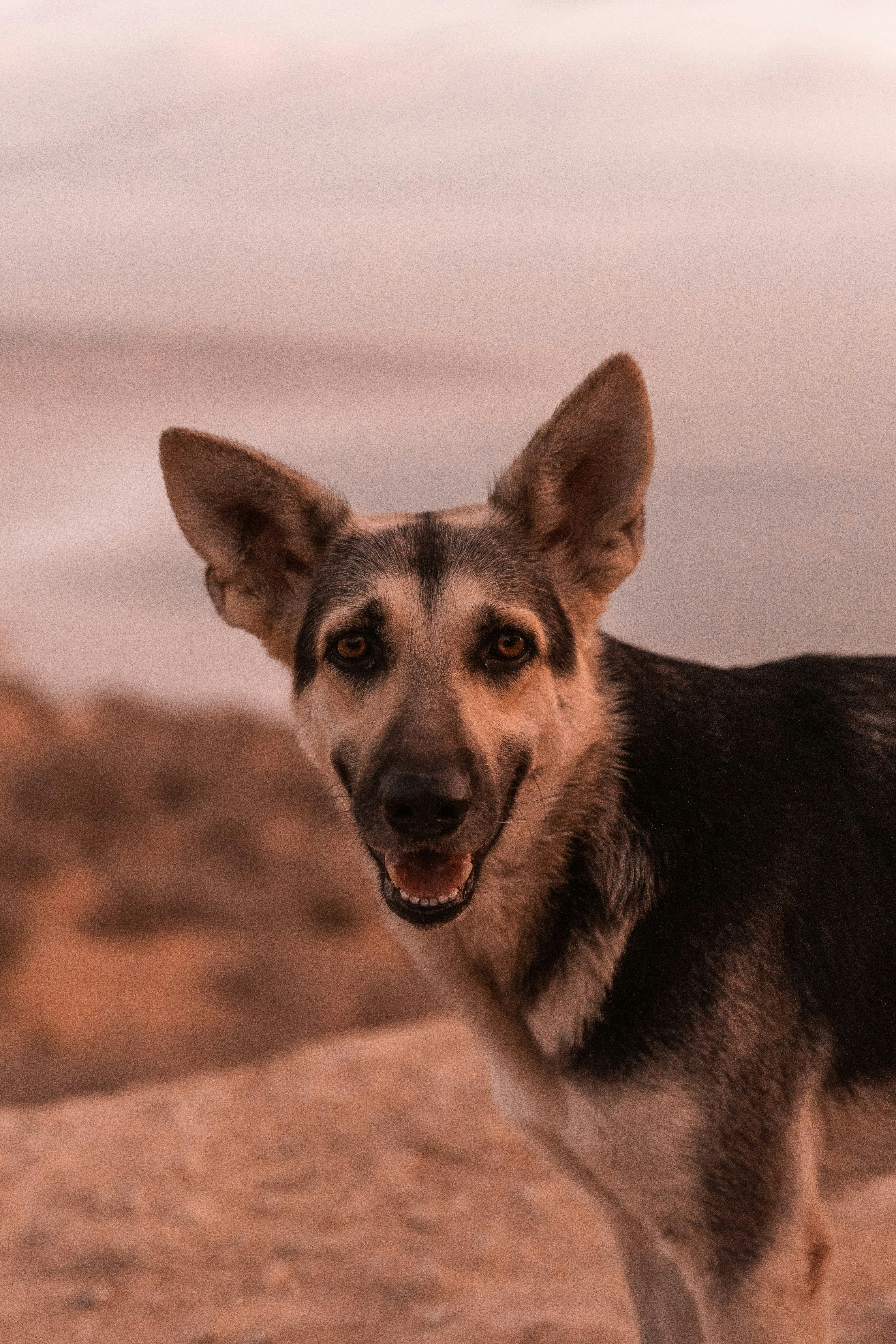 a dog standing on top of a sandy beach