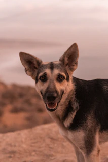 A happy dog attentively following commands during an outdoor training session.