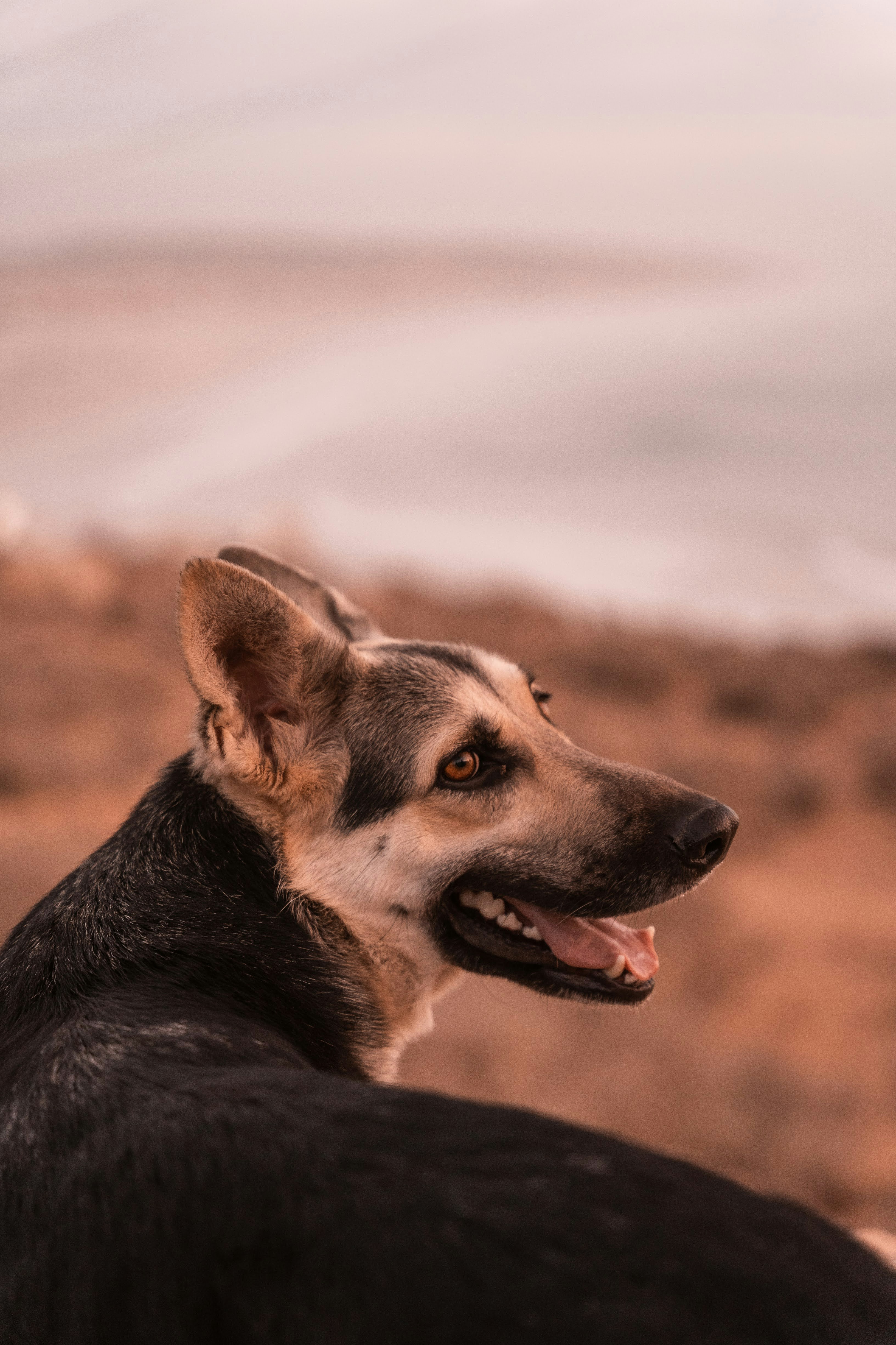 a black and brown dog standing next to a body of water