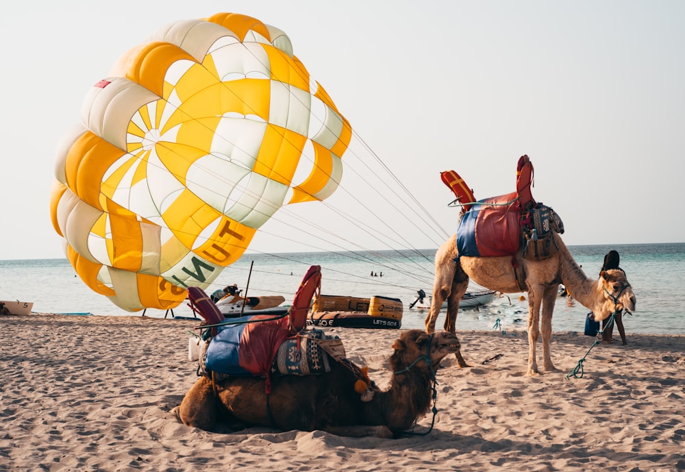 a camel laying on the beach next to a large kite