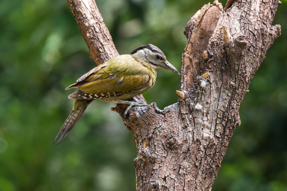 a small bird perched on a tree branch