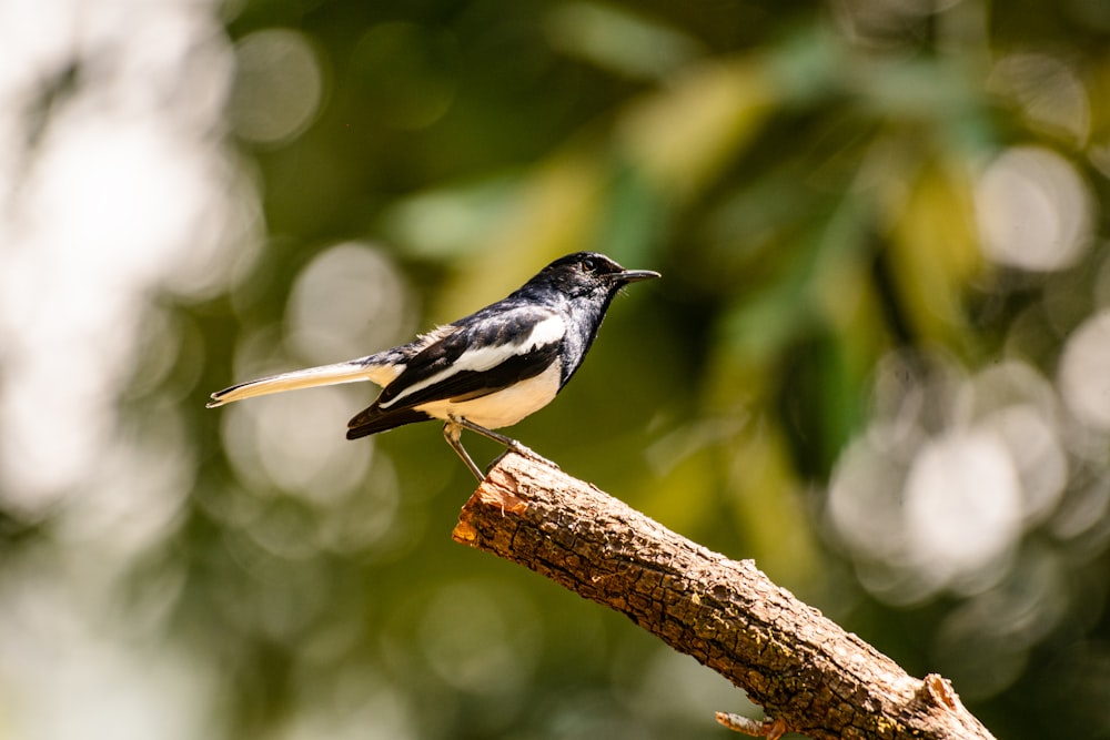 a small black and white bird perched on a branch