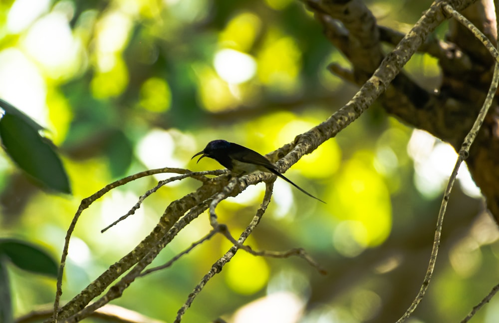 a small black bird perched on a tree branch