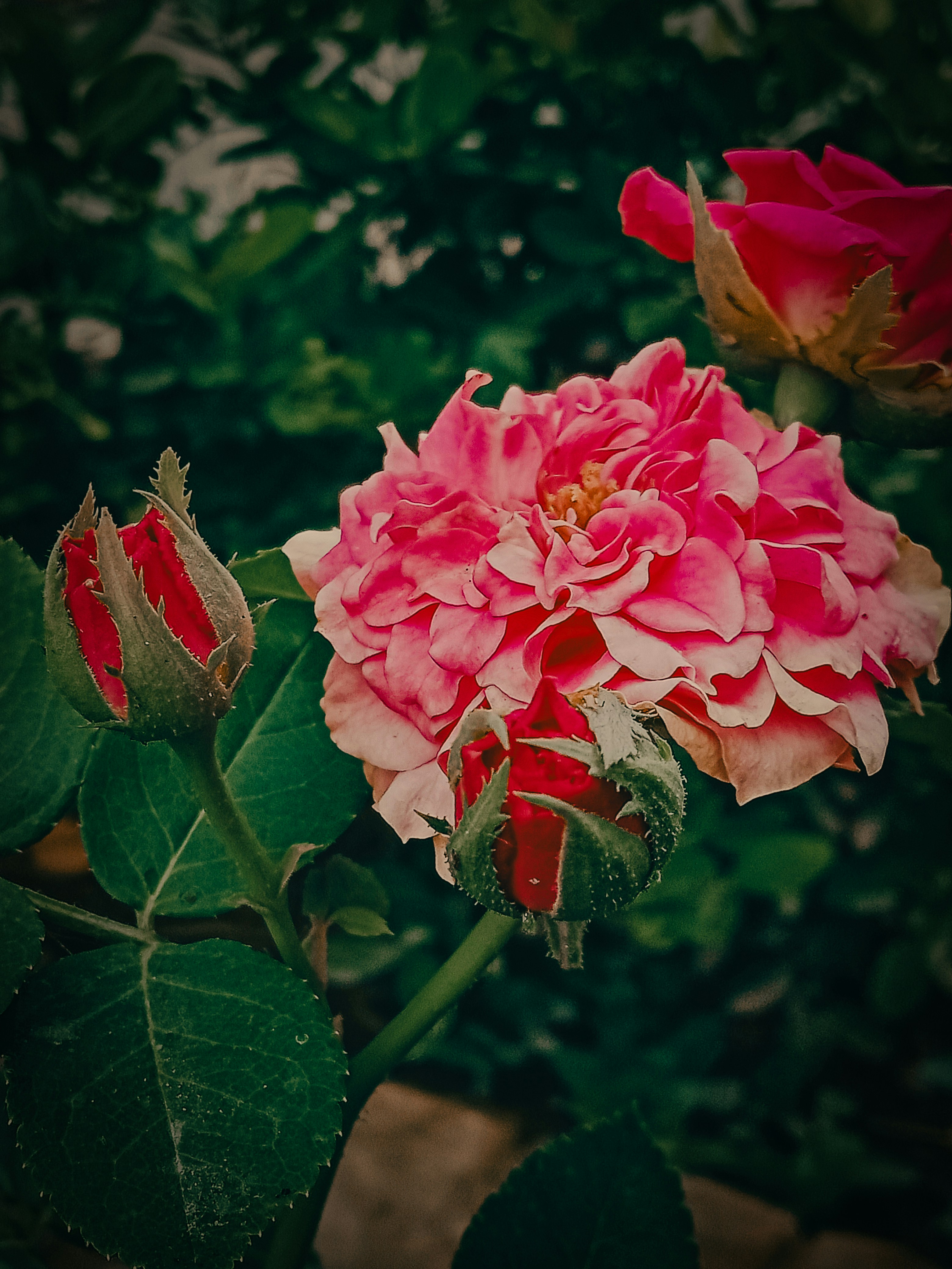 A close up of a pink flower with green leaves photo – Free Rose Image ...
