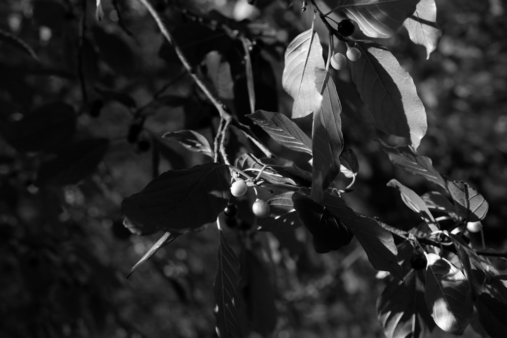 a black and white photo of berries on a tree