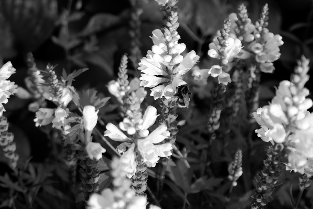 a black and white photo of a bunch of flowers