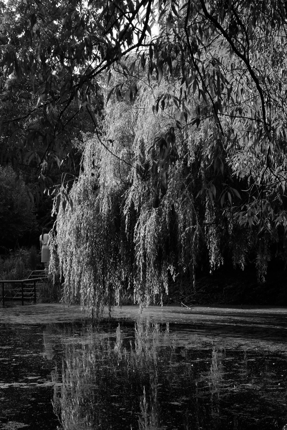 a black and white photo of a tree and water