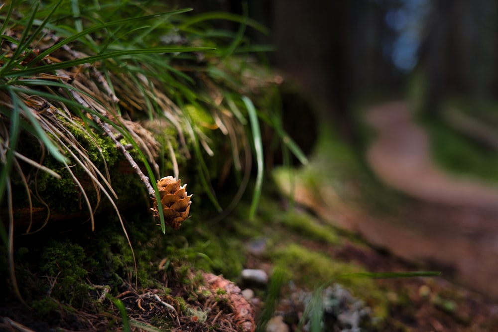 a small pine cone sitting on the side of a dirt road