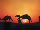 Sunset over the Sahara desert with camels silhouetted against the orange sky.
