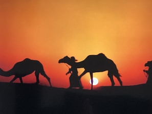 A scenic desert sunset with a camel caravan silhouetted against the orange sky.