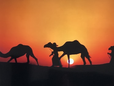 A scenic desert sunset with a camel caravan silhouetted against the orange sky.
