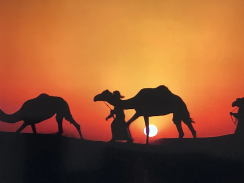 Sunset over the Sahara desert with camels silhouetted against the orange sky.