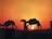 Silhouettes of camels and riders against a glowing orange desert sunset.